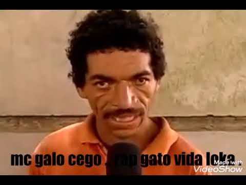 GALO CEGO . rap gato vida loka