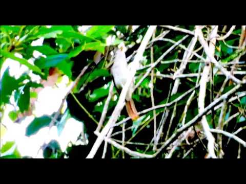 Sooty Capped Babbler