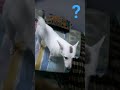 dog tail.. Why do dogs wag their tails?कुत्ते अपनी पूँछ क्यों हिलाते हैं?