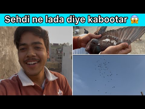 Sehdi ne peche kra kabutaro ka 😂