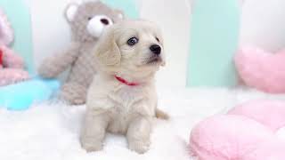 ハーフ犬の動画01