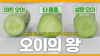 오이의 왕! 설향 오이가 왜 오이의 왕인지 일반 오이들과 직접 비교해보았습니다! 확실히 다릅니다..!