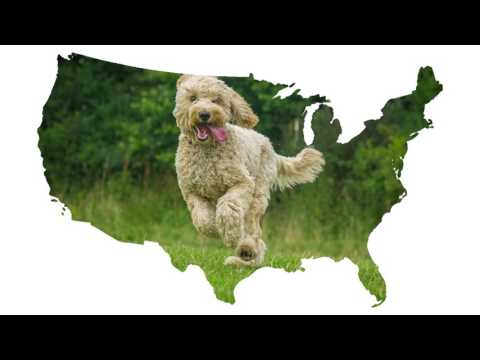 Calmz® Anxiety Relief System for dogs