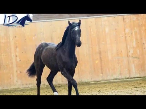 Sandokan-Quintender stallion * 2015 for sale