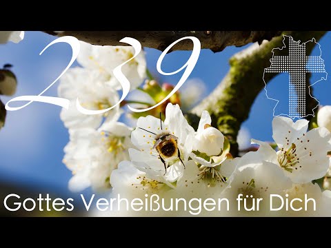 Gottes Verheißungen für Dich - Markus 10,45 | Videokalender 239/365 - Deutschland braucht JESUS