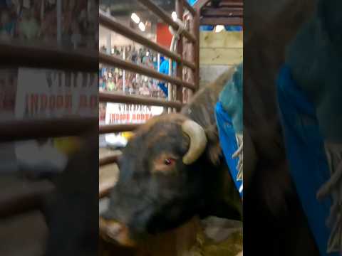 Winning bull ride - wild West Daze #rodeo #cowboy