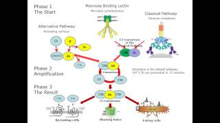 The Complement System Made Simple