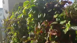 קיר ירוק או גינה ורטיקלית - מה ההבדל?