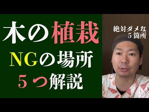 どの木をプールの近くに植えてはいけないのか、なぜどの植物を植えるべきなのか