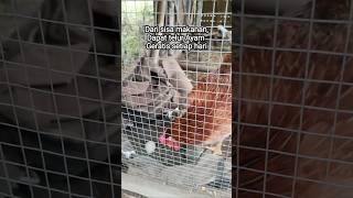Download lagu dari sisa makanan mendapatkan telur ayam gratis tiap hari #farming #pertanian mp3