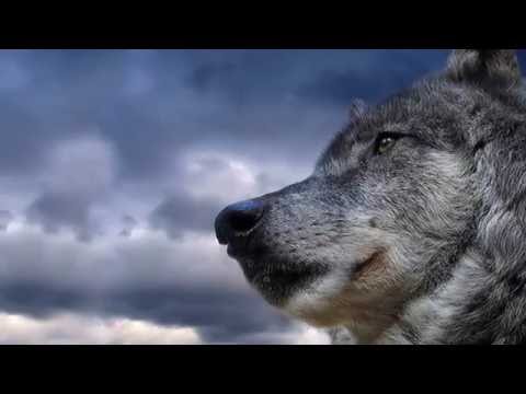 Trobar de Morte - The Wolf