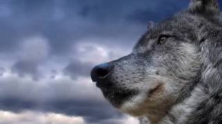 Trobar de Morte - The Wolf