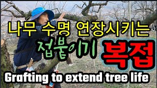 나무의 수명 연장시키는 접붙이기ㆍ품종개량하려면 복접 腹接, side grafting