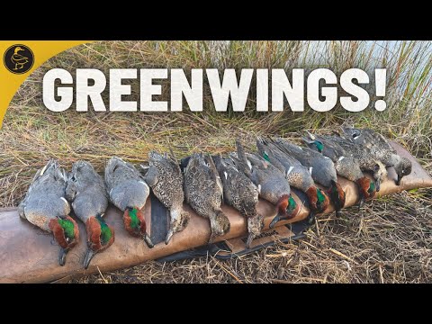 BIG Push of Greenwings Made for Quick Limits! | Louisiana Salt Marsh Ep. 17