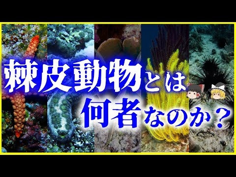 スフィンギ科について詳しく解説
