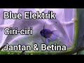 Ikan Hias Blue Elektrik Betina