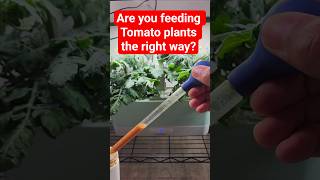 Are you feeding Tomato plants the right way? #gardening #aerogarden #hydroponics