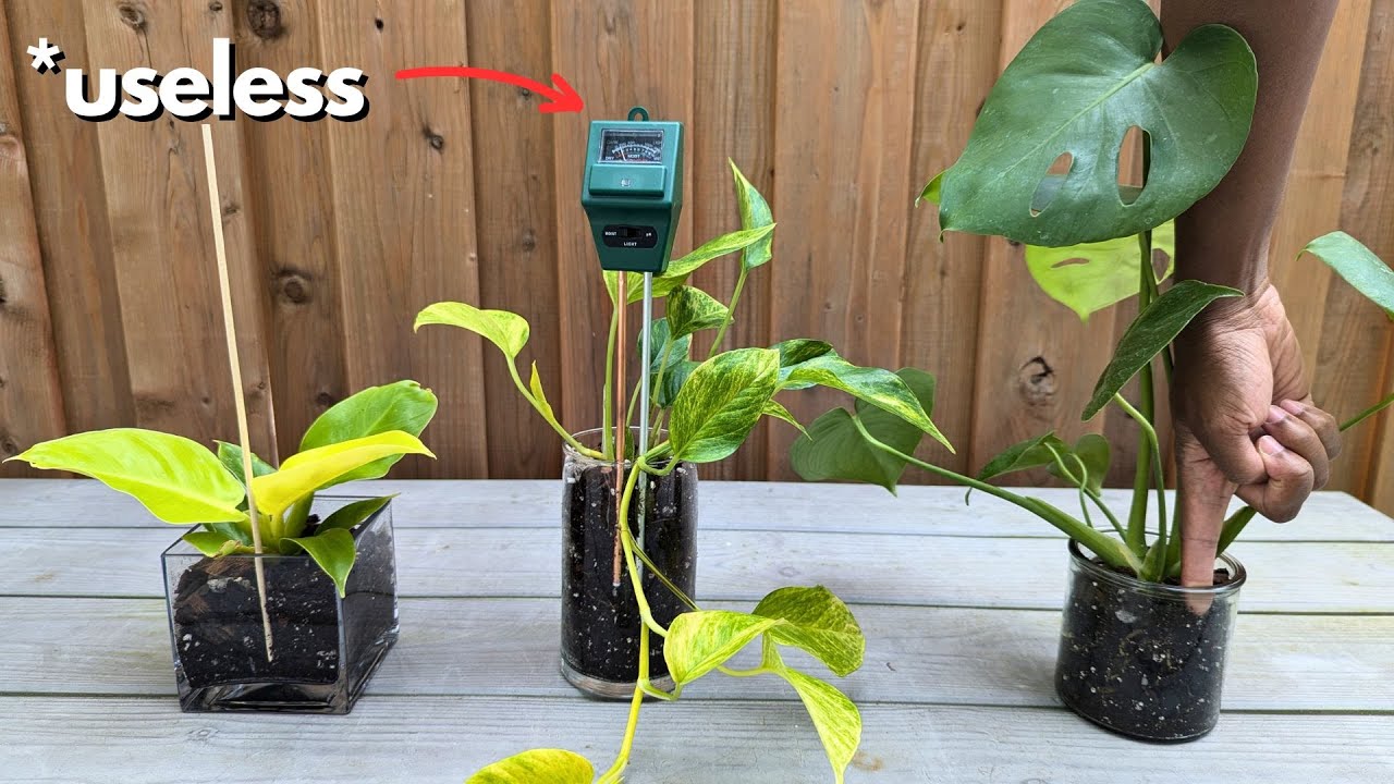 exposing the worst advice for your plants