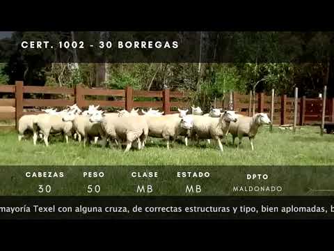 Lote 30 Borregas TEXEL Y CRUZA 50kg -  en Ruta 39 km 28,5, A 8.5 km de intersección ruta 39 y 9, a 11 km de San Carlos