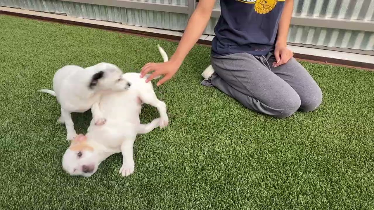 Enlarge Crystal - my mom is Icelyn and she is only 11 lbs., a Adoptable Chihuahua in San Antonio, TX video 5/5