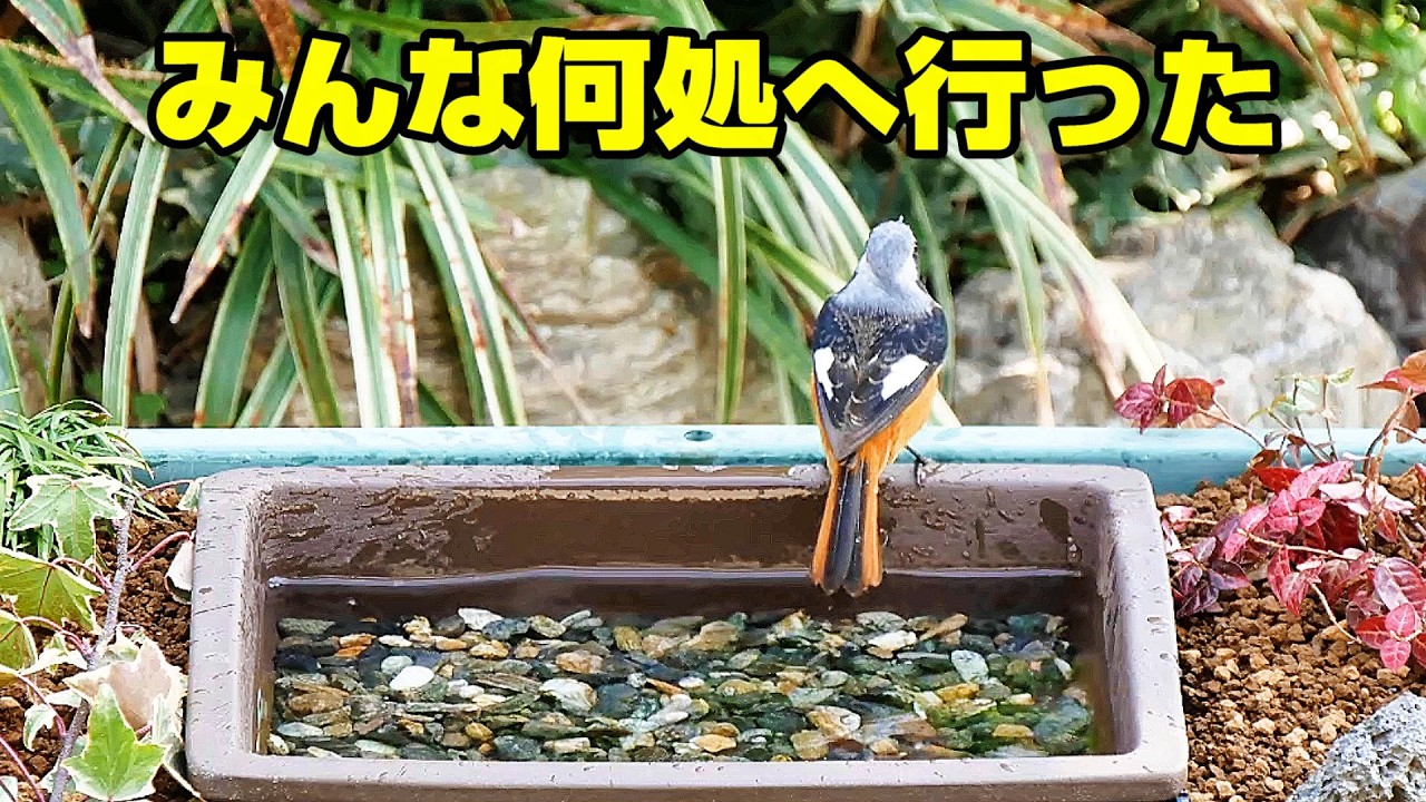 植木鉢でバードフィーダー（野鳥の餌台）ミルワーム編11～ジョウビタキ/スズメ/メジロ/ヒヨドリ（回想）