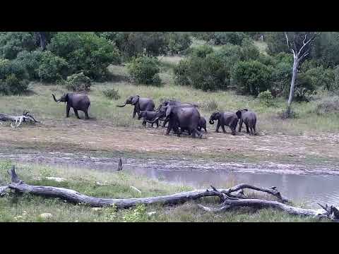 Djuma: Elephant herd - 13:57 - 02/02/2023