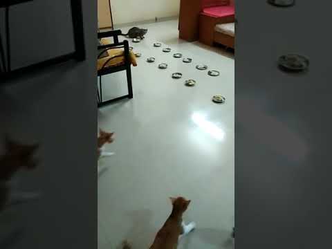 #मांजरप्रेमी#catlovers#catparty#infintelove#petlovers