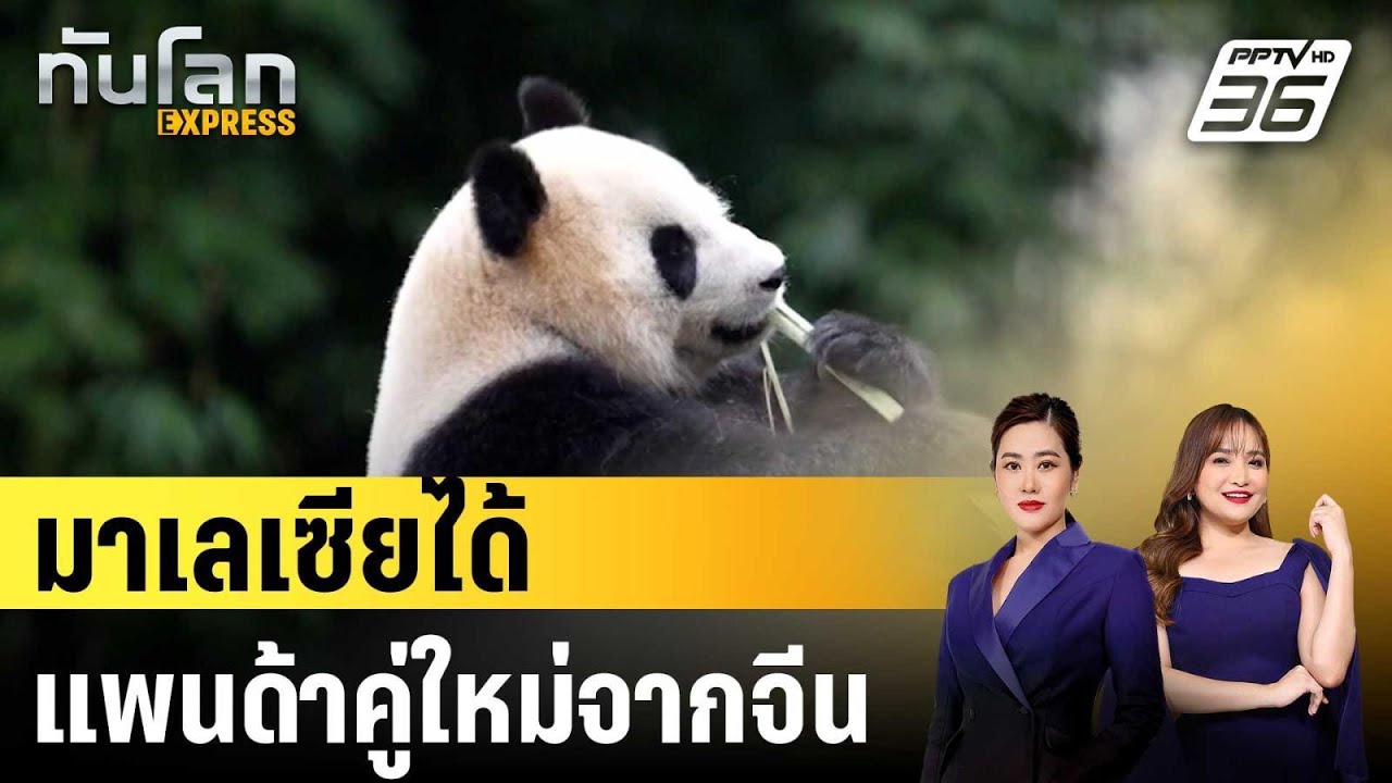มาเลเซียได้แพนด้าคู่ใหม่จากจีน |ทันโลก EXPRESS |20 พ.ย. 68