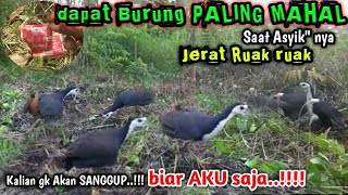 Download lagu mikat burung ruak ruak dapat  yg beginian..#jerat racik gantung mp3