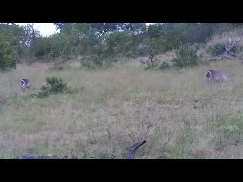 Djuma: Waterbucks and then Impalas - 16:40 - 05/15/2023
