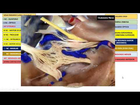 FORAMEN AT THE BASE OF THE SKULL (ENDOCRANIUM)
