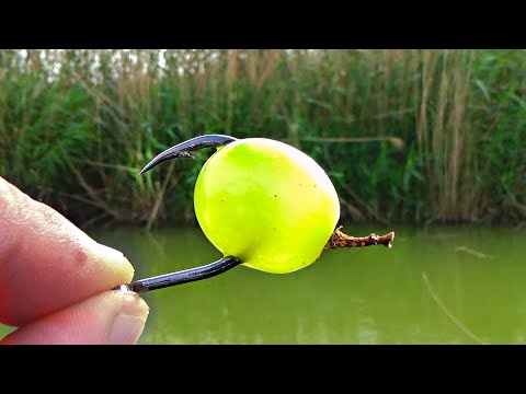 Pescuit la pluta cu struguri 🍇