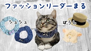 わてはオシャレキャットまる♪ 足長マンチカン Munchkin cat