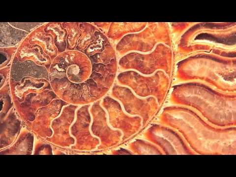 Kolombo & Compuphonic - Nautilus (Original Mix)