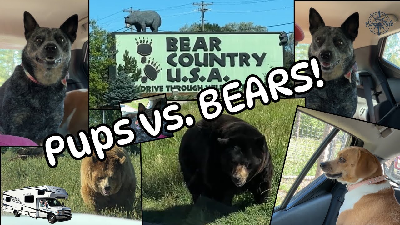 Taking Our Pups on a Wild Road Trip Adventure!