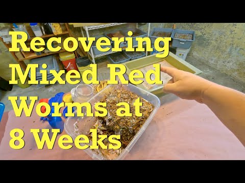 Recovering mixed worm population at 8 weeks of age - vermicompost