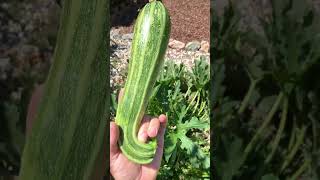 Download lagu #zucchini shaped like a 🔫 from the #garden mp3