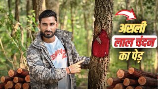 ये है असली लाल चंदन का पेड़ | Pushpa Movie wala Red sandalwood