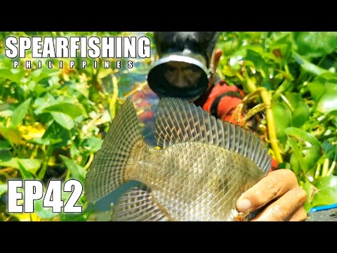 EP42 - BULACAN PROVINCE #spearfishing #spearfishingphilippines #spearfishingcatchandcook #buhayilog