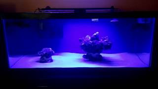 How to setup a 20 gallon nano reef tank, Rockscape