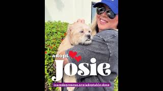 Video preview image #1 Border Terrier-Unknown Mix Puppy For Sale in Corona, CA, USA