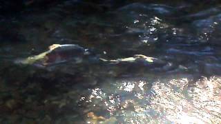 preview picture of video 'Salmon Spawning Redwood Creek'