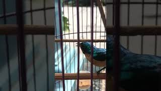 Download lagu Kolibri muncang tembakan seajalur wit wit wit mp3 Download lagu Kolibri muncang tembakan seajalur wit wit wit mp3