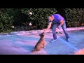 The Amazing Dog Ernie Neil