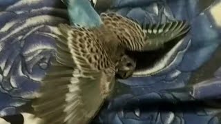 HELP PLEASE ! Whats Wrong With My Budgie !😢😢 😢