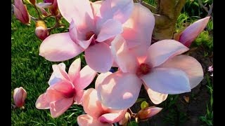 My floral pix 2013 - Song by Adam Lambert