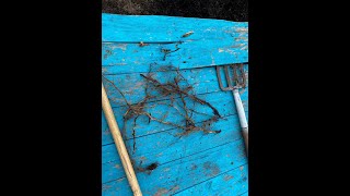 Tree Roots stopped my raised bed from producing