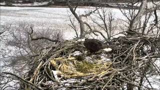 Decorah eagles fix...fuss with nest