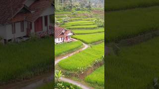 Download lagu Rumah dengan pemandangan sawah yang indah khas jawa barat #suasanapedesaan #sunda mp3