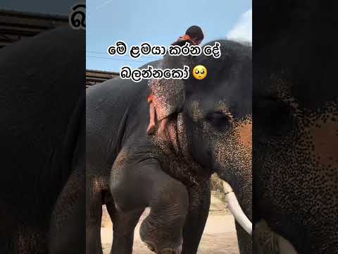 මේ ළමයා කරන⁣ දේ බලන්නකෝ🥺 #elephant #100kvews #foryou #viral #officalvideo